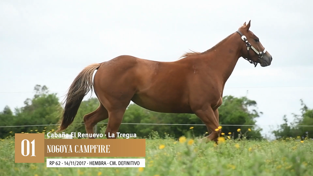 Lote Yeguarizos a remate en Entre Razas , San José