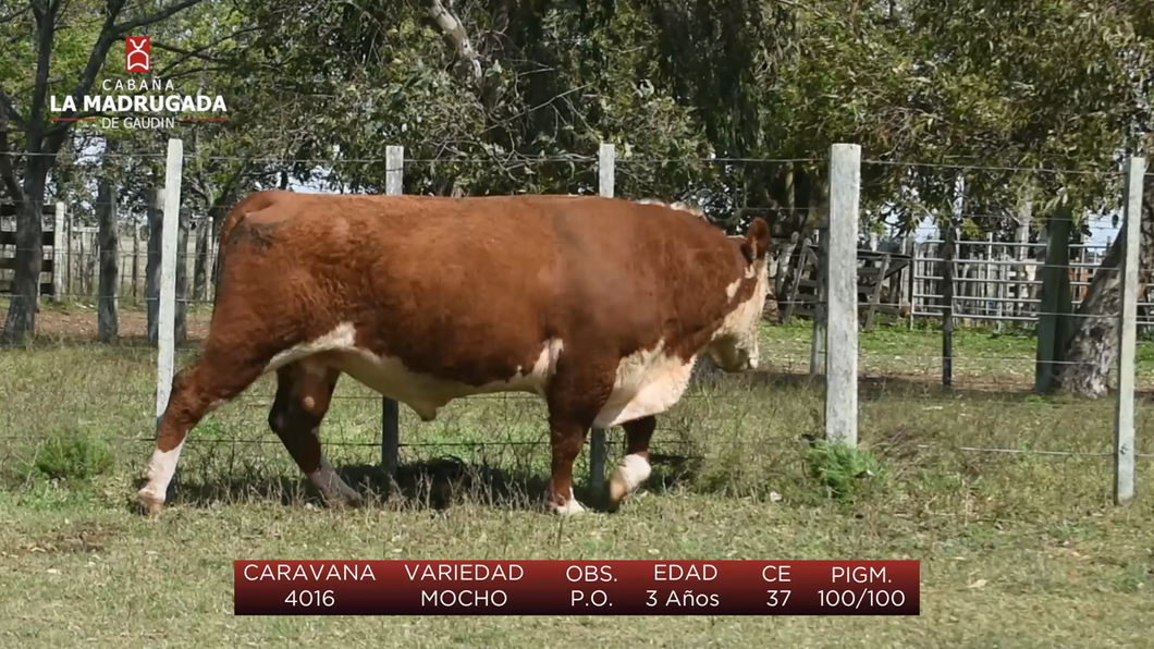 Lote (Vendido)Toros a remate en Cabaña La Madrugada - RVN, Salto