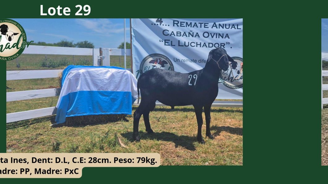 Lote PxC