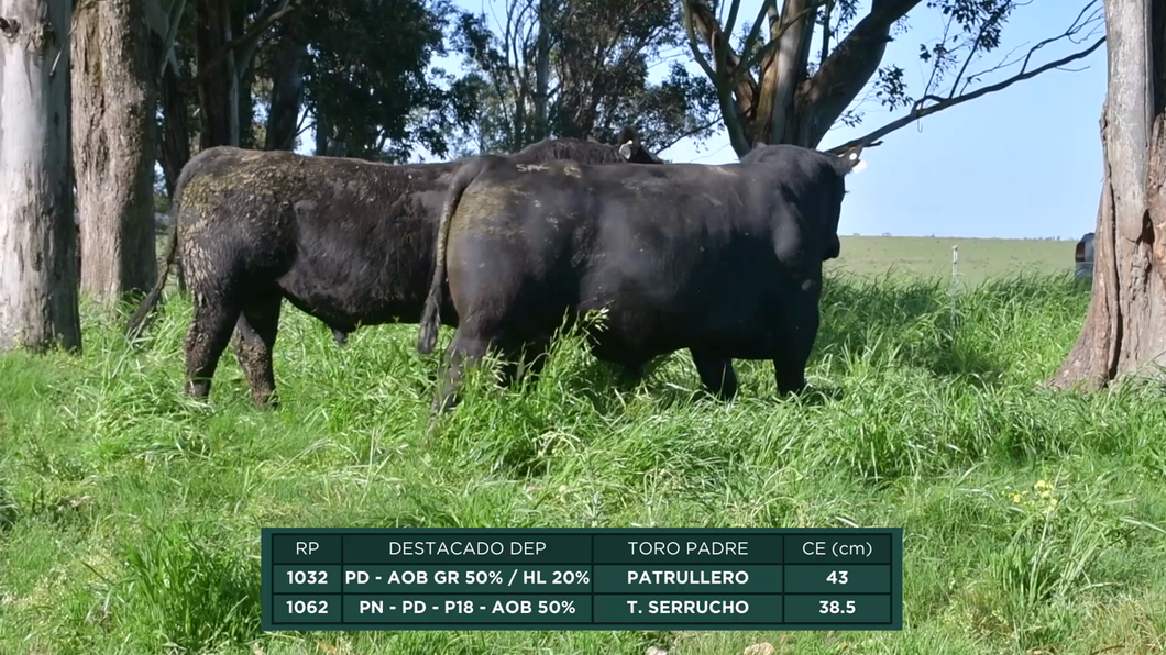 Lote Toros a remate en 16º Remate Anual La Campana de Ardao, Treinta y Tres