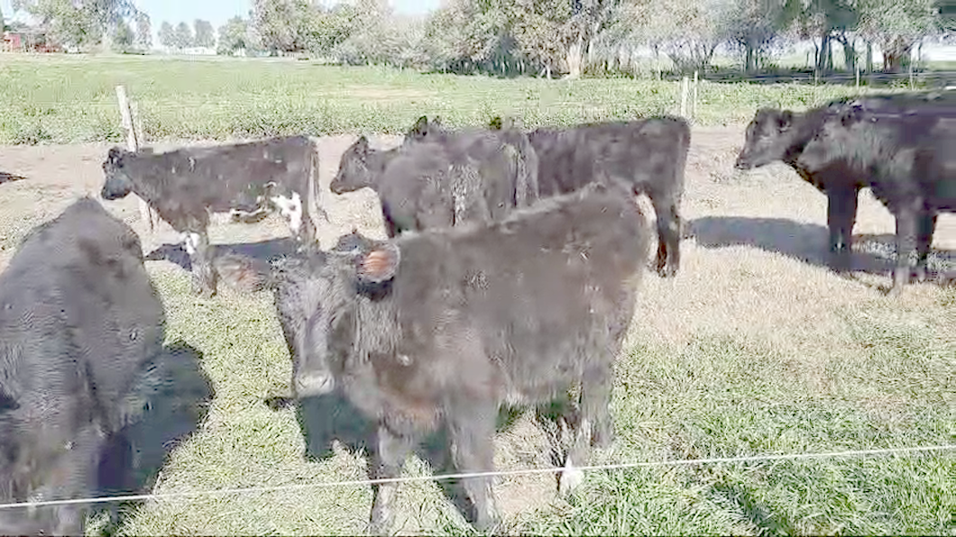 Lote 10 Terneras Angus y Cruza a remate en 11º Subasta - CAB  127kg -  en Paraje Colonia Estrella Carmelo