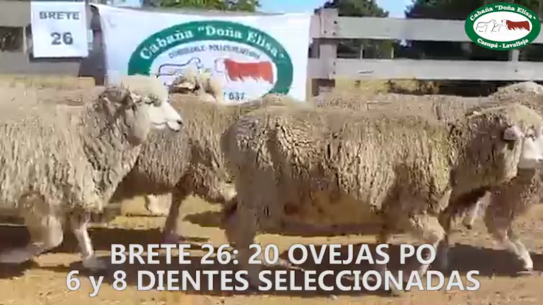 Lote Brete 26 Doña Elisa