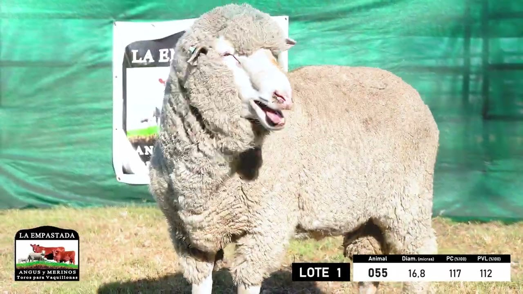 Lote 4 Carneros Merino Dohne a remate en 33º Remate Cabaña La Empastada, Durazno