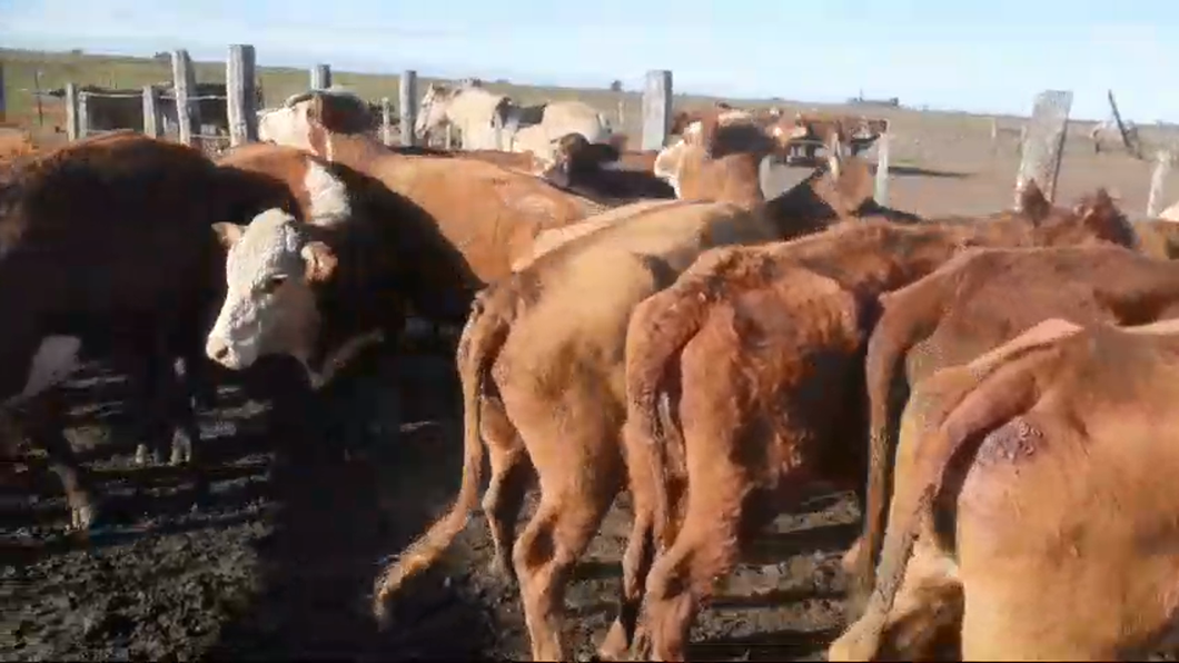 Lote 31 Vacas nuevas C/ gtia de preñez en Entre Ríos, Basavilbaso