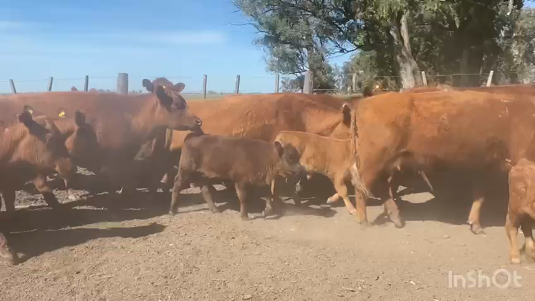 Lote 56 AL CORTE  NUEVAS en Cañuelas, Buenos Aires