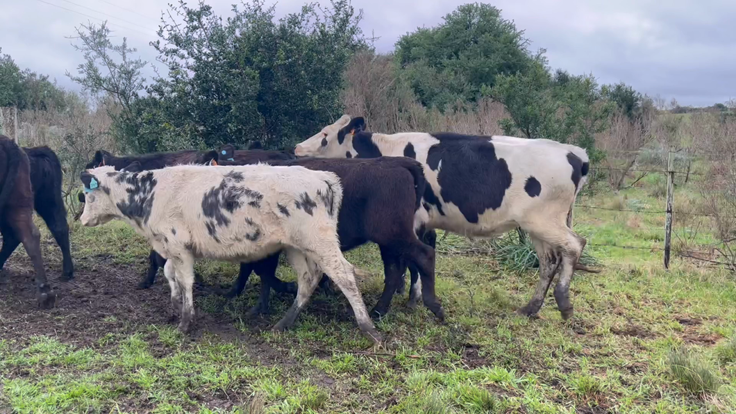 Lote VAQUILLONAS 1 a 2 AÑOS