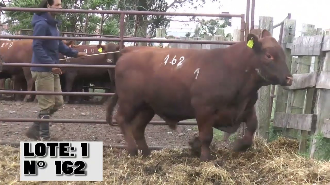 Lote 3 Toros a remate en La Empastada, Durazno