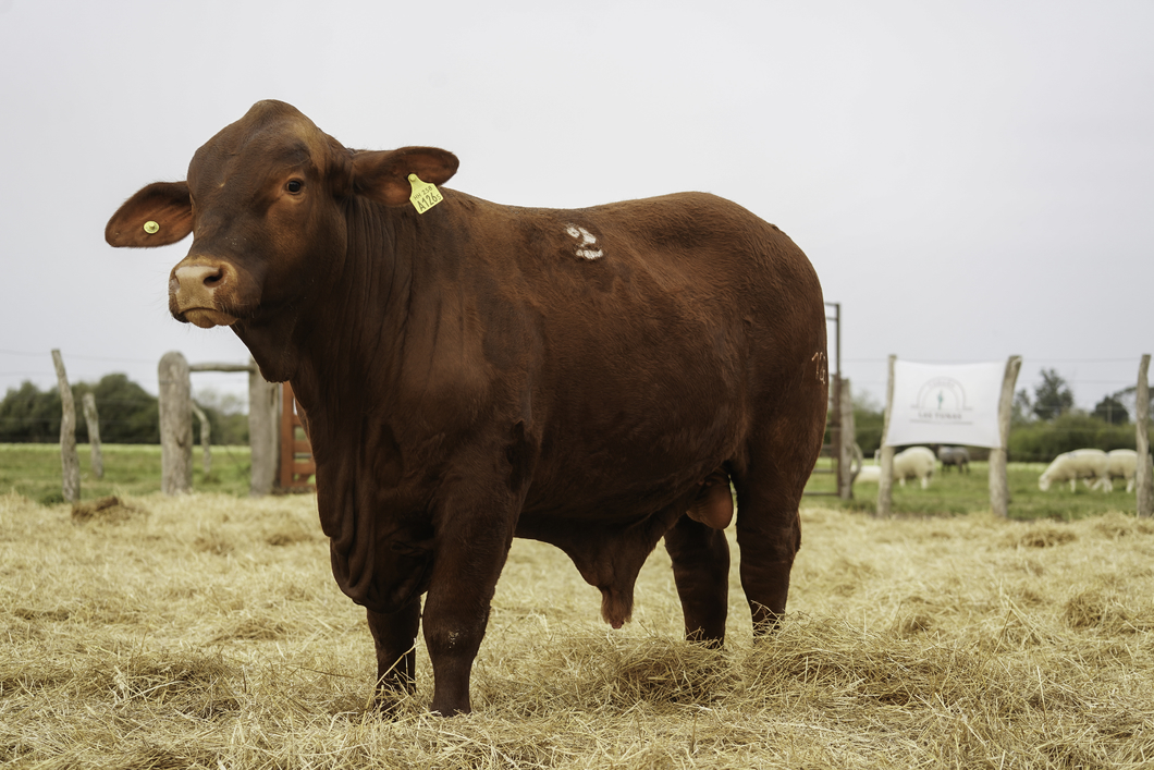 Lote TOROS BRANGUS