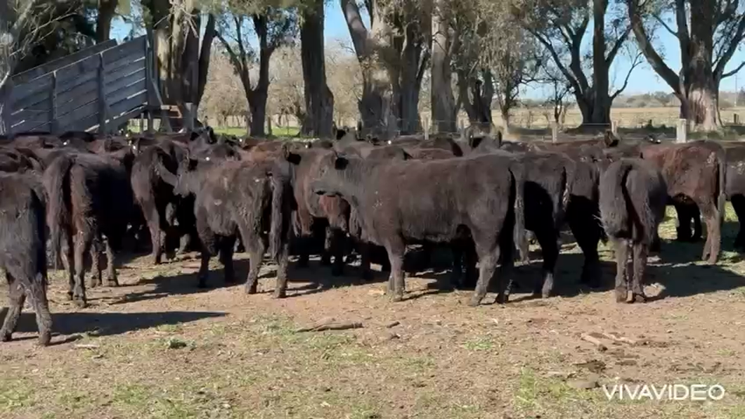 Lote 61 Terneras en Brandsen, Buenos Aires