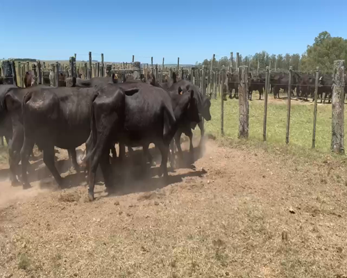 Lote 15 Vacas preñadas y paridas en Tupambaé, Cerro Largo