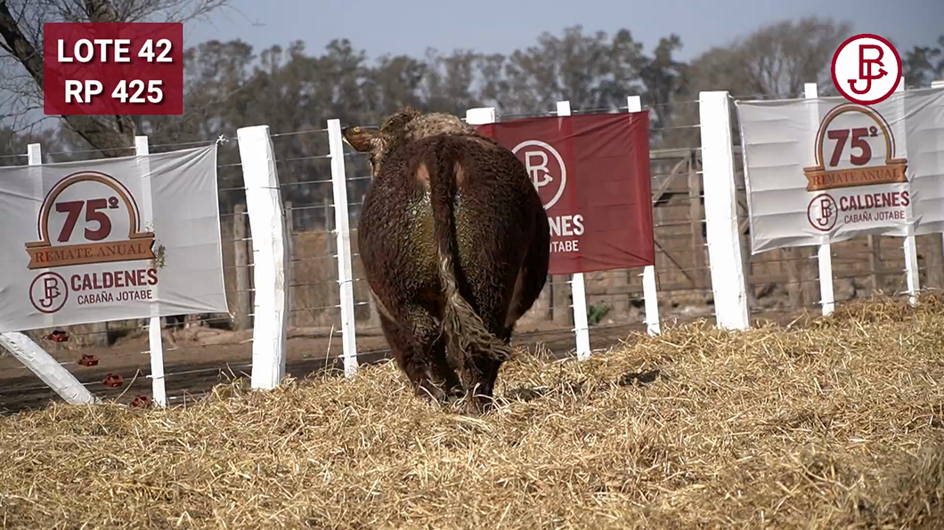 Lote TORO