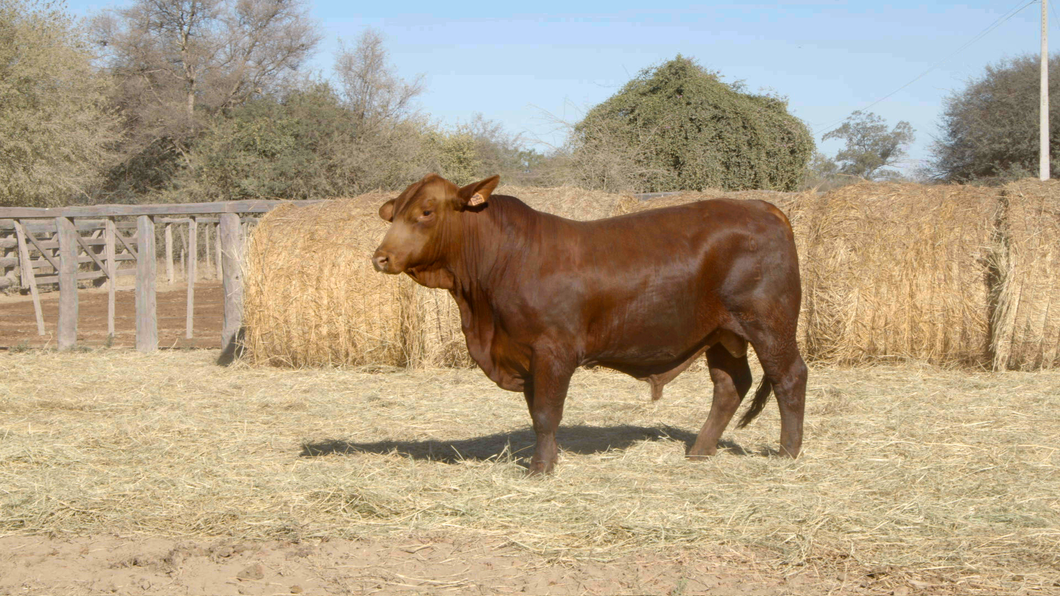 Lote TOROS Remate Nucleo Genbra