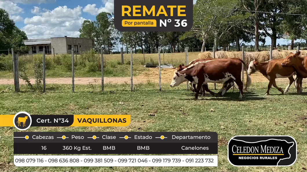 Lote 16 Vacas de Invernada en Canelones