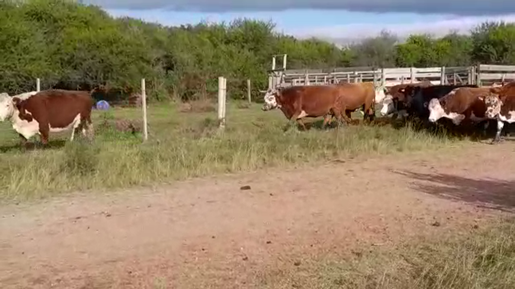 Lote (Vendido)27 Vaquillonas Vacas Preñadas HE/ NO a remate en REMATE ESPECIAL DE TERNEROS en CARMELO