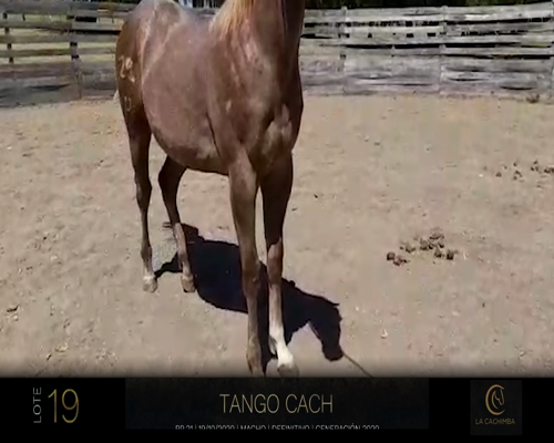 Lote TANGO CACH