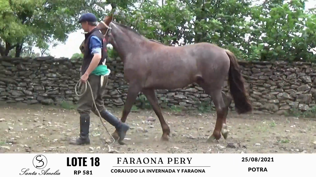 Lote FARAONA PERY