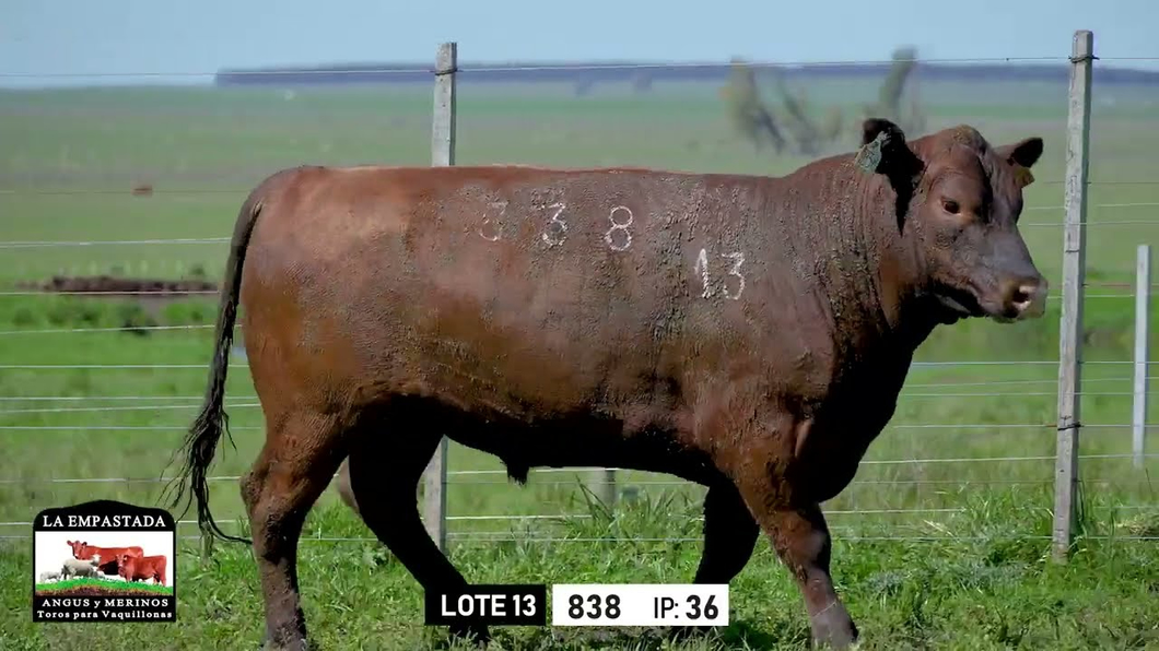 Lote Toros a remate en Toros para Vaquillonas - La Empastada, Durazno