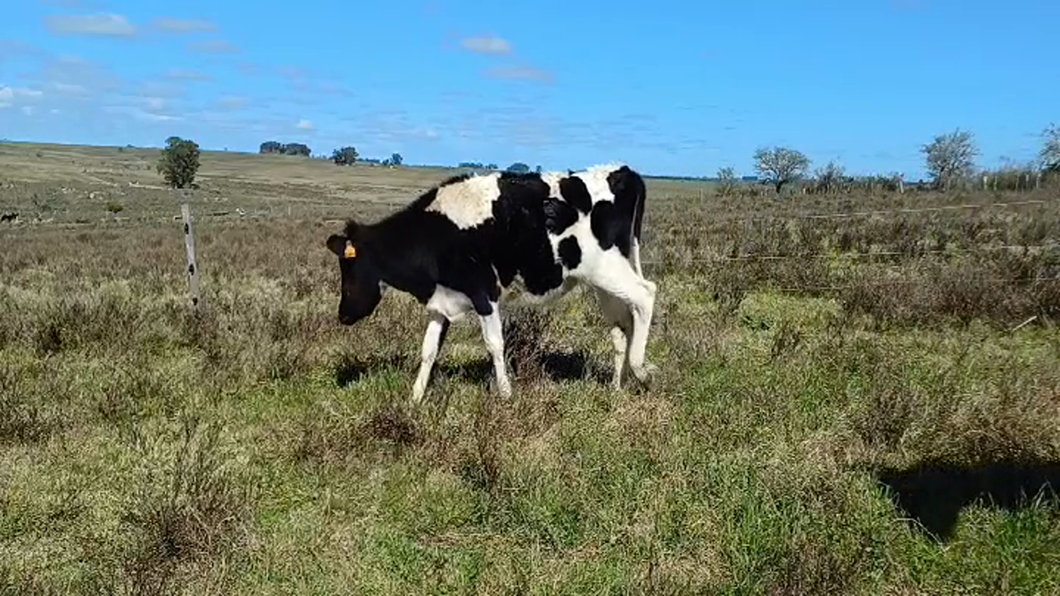 Lote (Vendido)7 Terneras Holando HOLANDO a remate en #48 Pantalla Carmelo 220kg -  en PUNTAS DEL COLLA