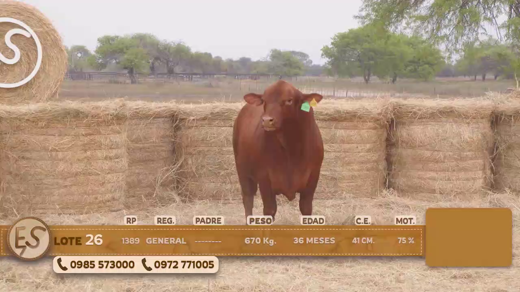 Lote Toro