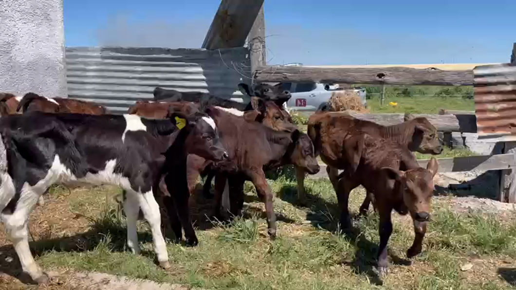 Lote TERNEROS Y TERNERAS