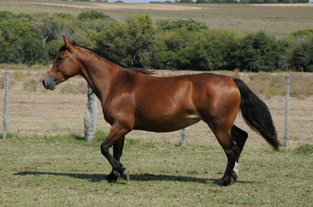 Lote Catalana Bichera 2