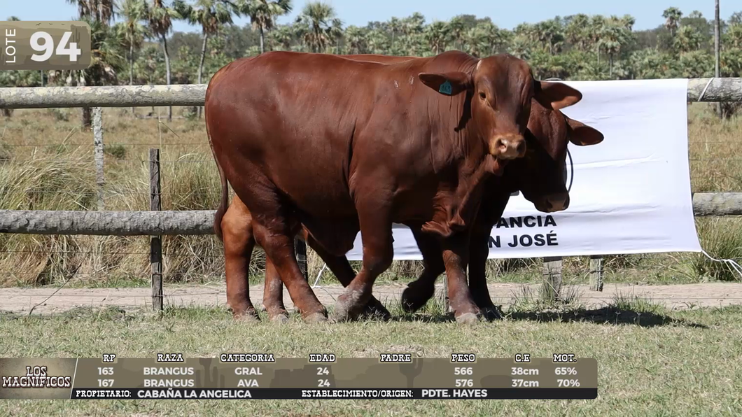Lote LOTE 94