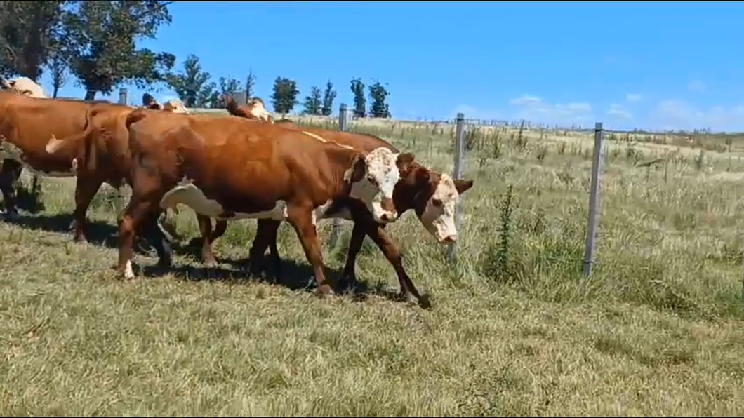 Lote 5 Vacas de Invernada HEREFORD - HEREFORD/ ANGUS a remate en #42 Pantalla Carmelo  435kg -  en EL CAUTIVO