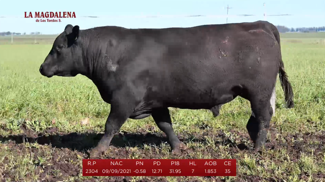 Lote Brete 19 - Angus