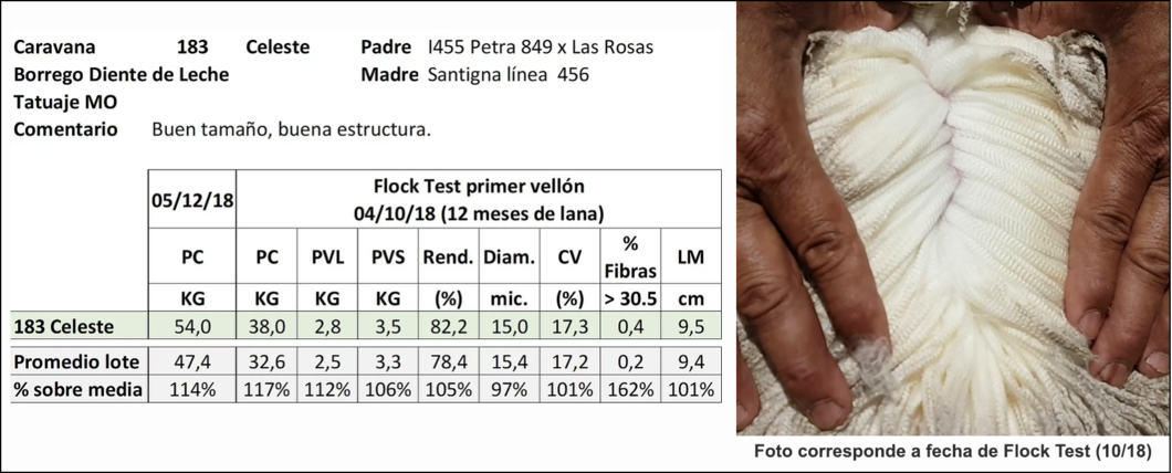 Lote Caravana 183