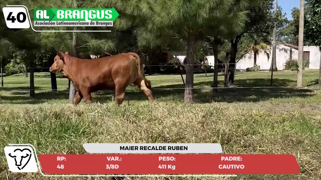 Lote LOTE 40- JUNIOR