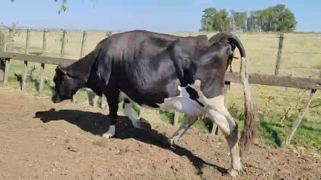 Lote Vacas de Invernada 500kg - , San José