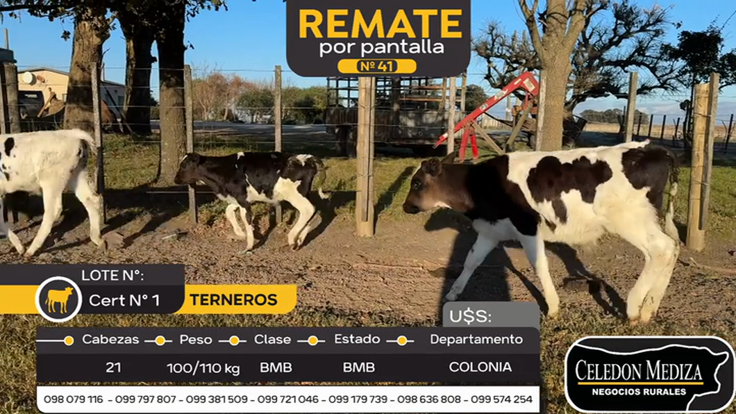 Lote 21 Terneros en Colonia