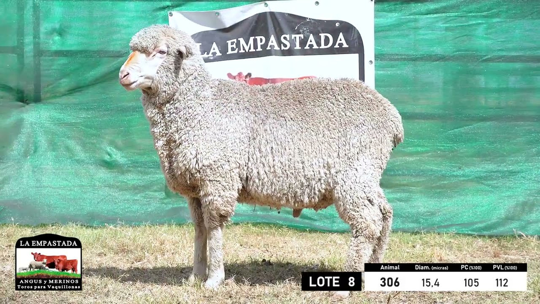 Lote 5 Carneros Merino Dohne a remate en 33º Remate Cabaña La Empastada, Durazno