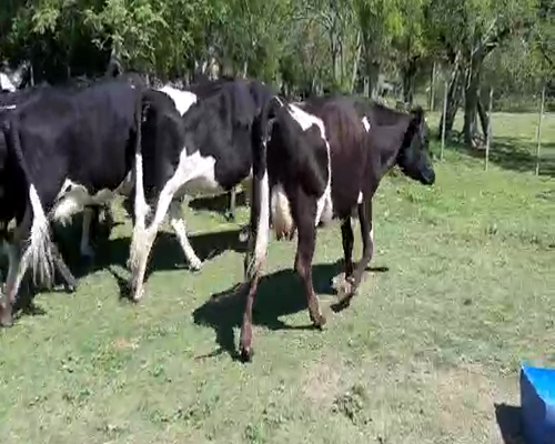 Lote 9 Vacas de Invernada a remate en Feria por pantalla, San José