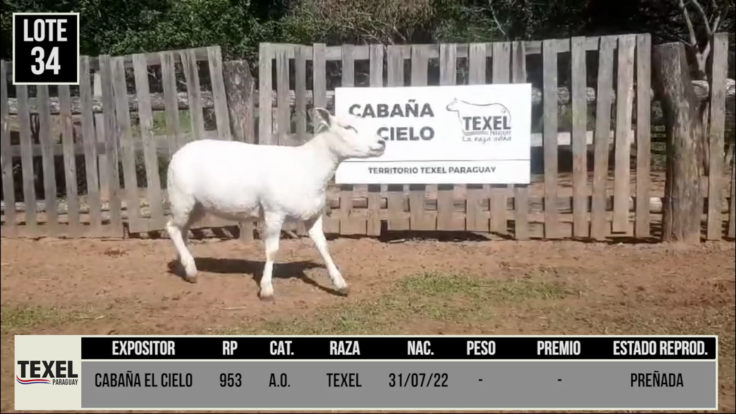 Lote LOTE 34 - CAMPO