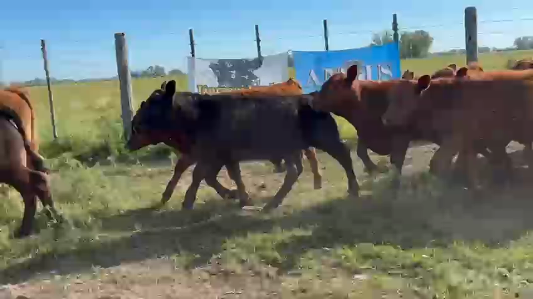 Lote 70 Terneros