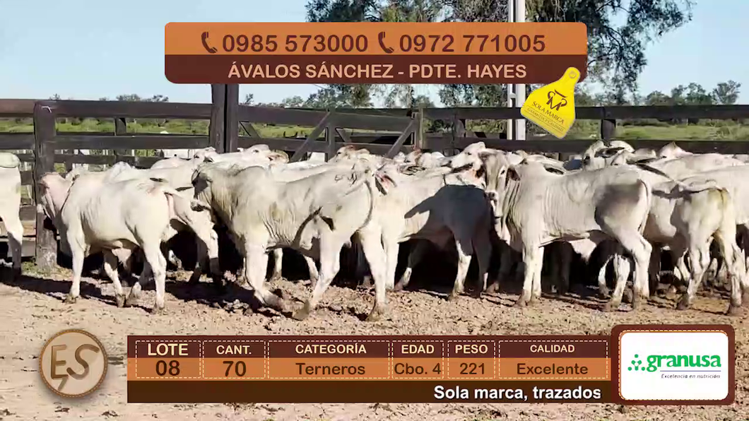 Lote (Vendido)70 Terneros Cbo 4 a remate en Feria Elite de Terneros Cbo 4 - DEL DUERO SA 221kg - , Presidente Hayes