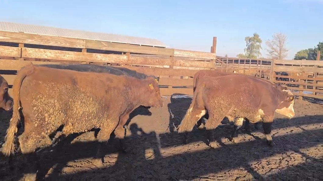 Lote 40 Novillo Gordo en Los Ángeles, VIII Región Biobío