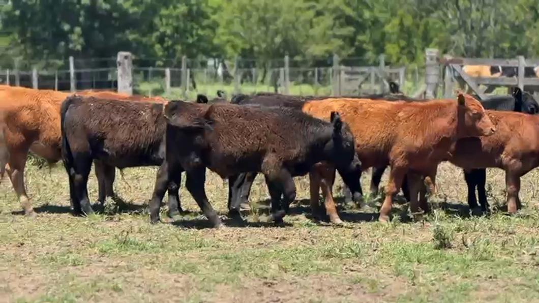 Lote 34 Terneros