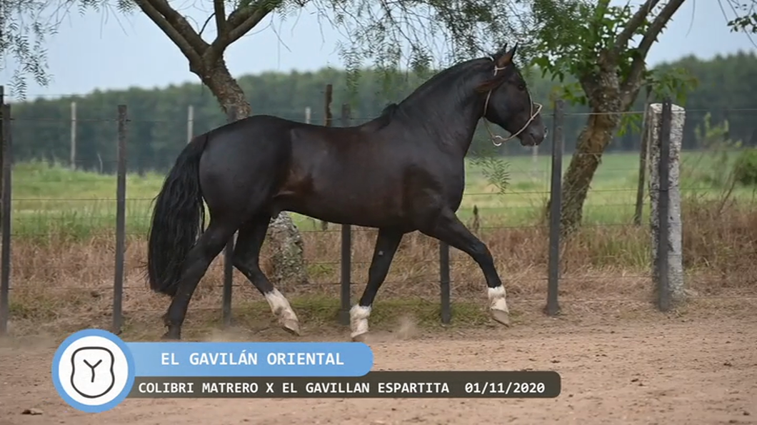 Lote El Gavilán Oriental