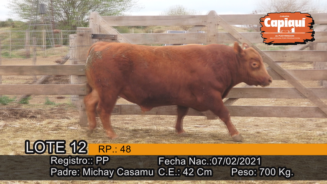 Lote Toro PP