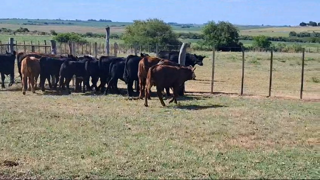 Lote TERNEROS