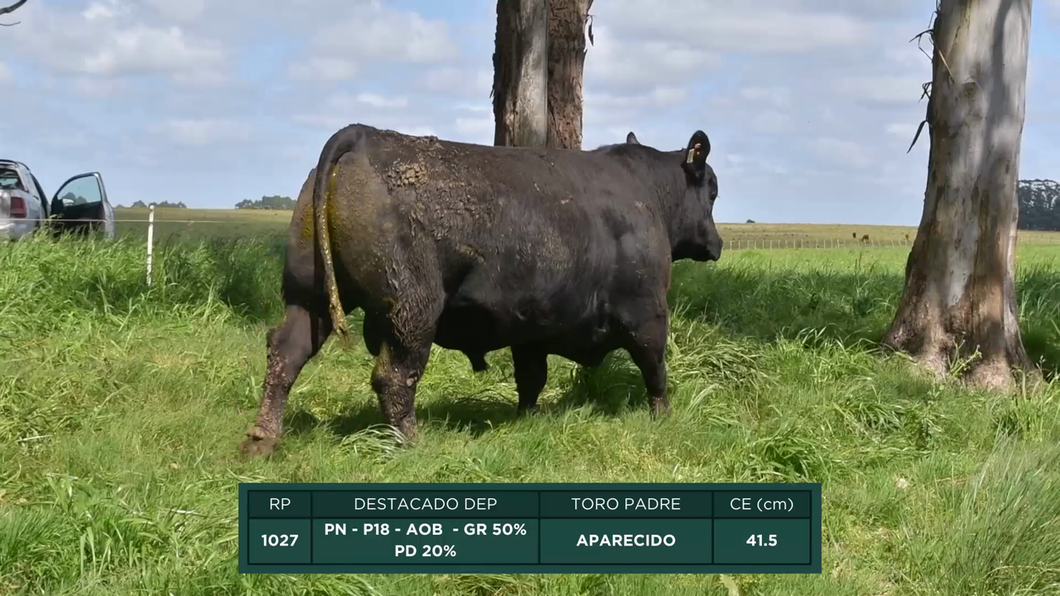 Lote Toros a remate en 16º Remate Anual La Campana de Ardao, Treinta y Tres