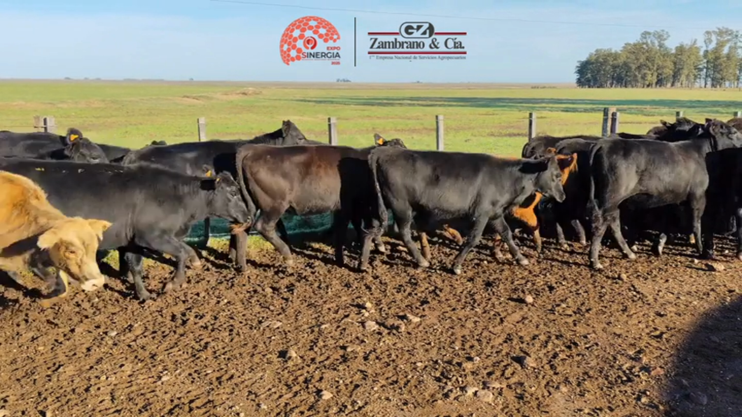 Lote Lote 16