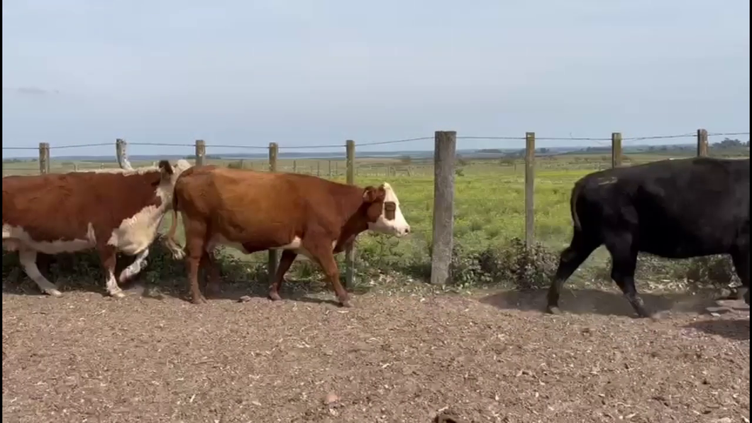 Lote VACAS PREÑADAS