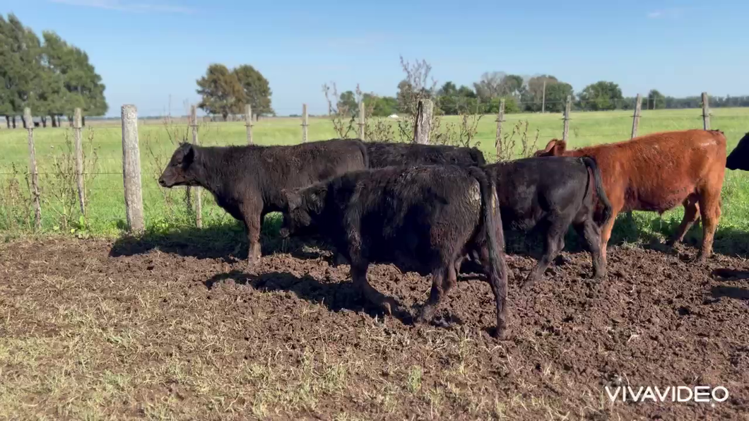 Lote 100 Terneros