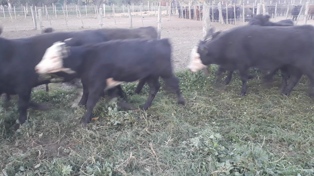 Lote 51 Terneros en Buenos Aires, Daireaux
