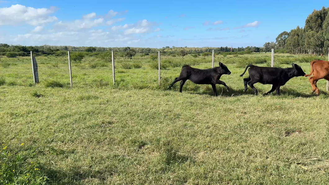 Lote TERNERAS