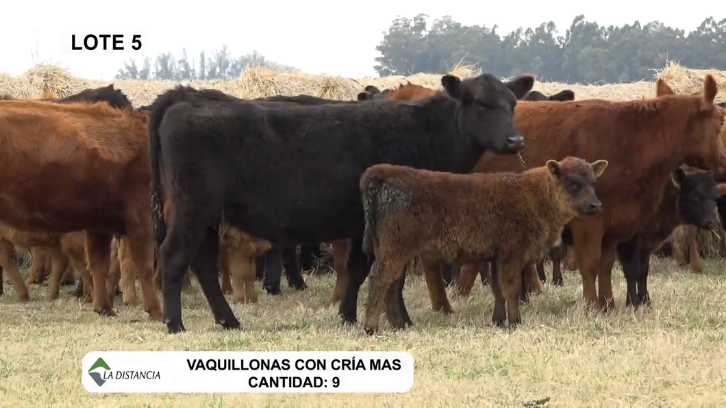 Lote Vaquillonas Mas Paridas