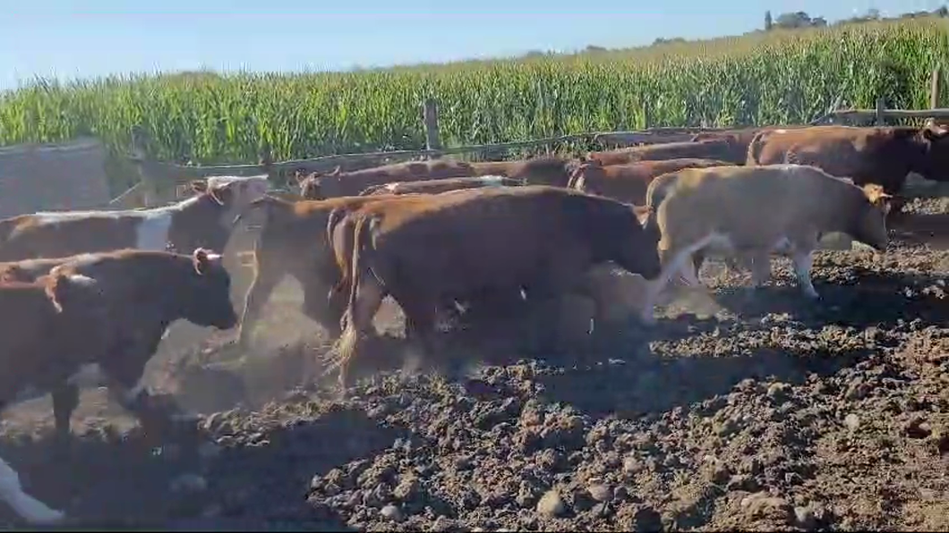 Lote 45 Novillo Gordo en Pelarco, VII Región Maule